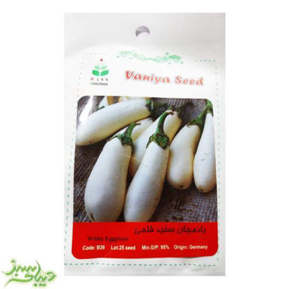 تصویر  بذر بادمجان سفید قلمی