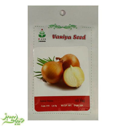 تصویر  بذر پیاز زرد