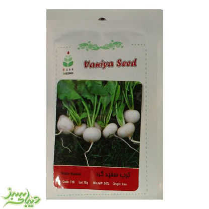 تصویر  بذر ترب سفید گرد