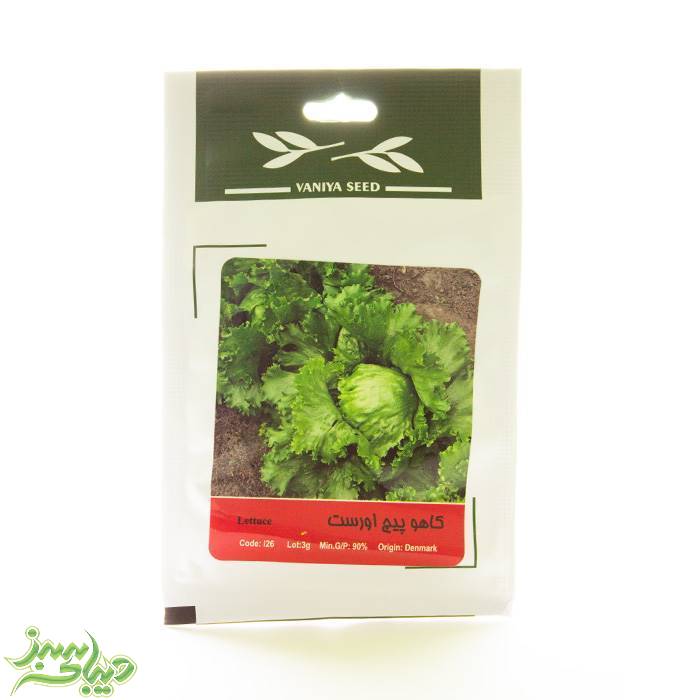 تصویر  بذر کاهو پیچ اورست