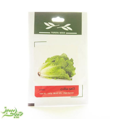 تصویر  بذر کاهو سالادی