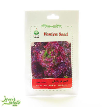 تصویر  بذر کاهو فر بنفش