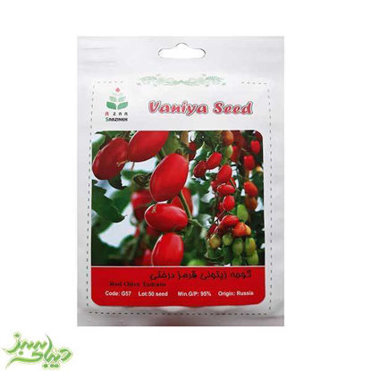 تصویر  بذر گوجه زیتونی قرمز درختی