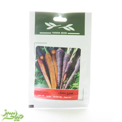 تصویر  بذر هویج بنفش