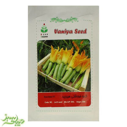 تصویر  بذر کدو خورشتی هیبرید