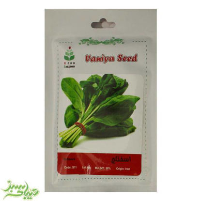 تصویر  بذر اسفناج