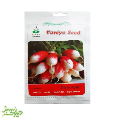 تصویر  بذر تربچه دو رنگ