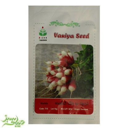 تصویر  بذر تربچه دو رنگ کشیده