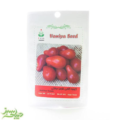 تصویر  بذر گوجه گلابی قرمز درختی