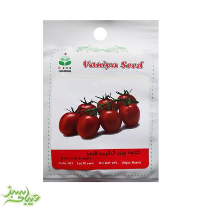 تصویر  بذر گوجه چری کشیده قرمز