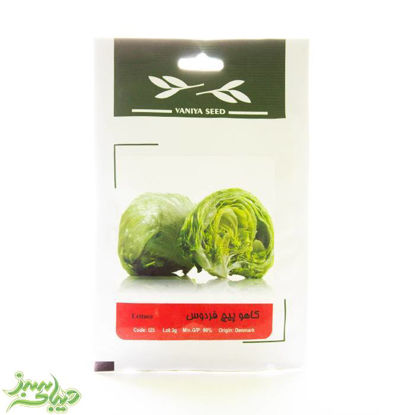 تصویر  بذر کاهو پیچ فردوس