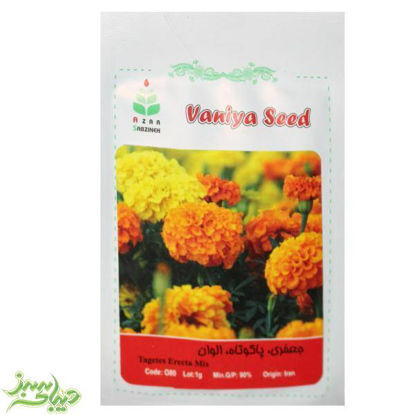 تصویر  بذر جعفری ، پاکوتاه ، الوان