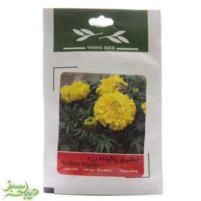 تصویر  بذر جعفری پاکوتاه زرد