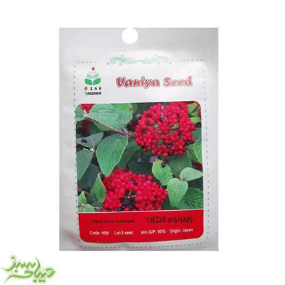 تصویر  بذر ویبرنوم لانتانا