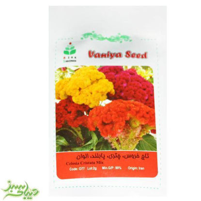 تصویر  بذر تاج خروس ، چتری ، پابلند ، الوان