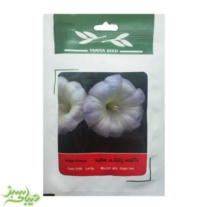 تصویر  بذر داتوره ، پابلند ، سفید