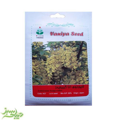 تصویر  بذر لابورنوم انا گیرویدز