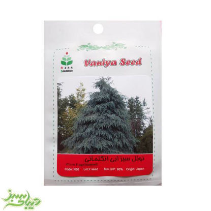 تصویر  بذر نوئل سبز ابی انگلمانی