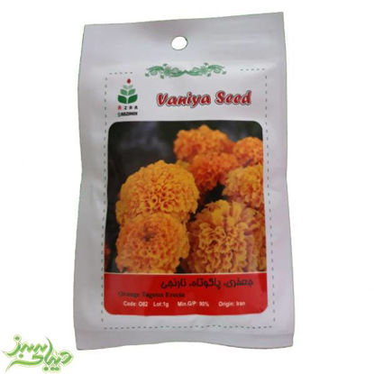 تصویر  بذر جعفری ، پاکوتاه ، نارنجی