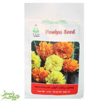 تصویر  بذر جعفری ، پابلند ، الوان