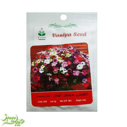 تصویر  بذر اطلسی ، معطر ، الوان