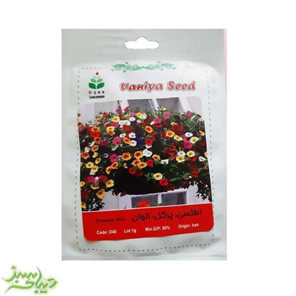 تصویر  بذر اطلسی ، پرگل ، الوان