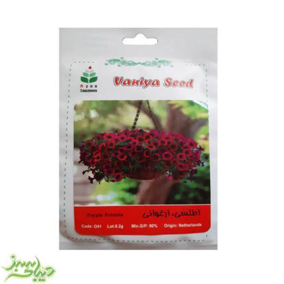 تصویر  بذر اطلسی ، ارغوانی