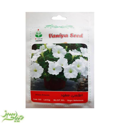 تصویر  بذر اطلسی ، سفید