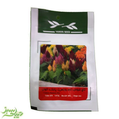 تصویر  بذر تاج خروس ، (دم روباهی)، پابلند الوان