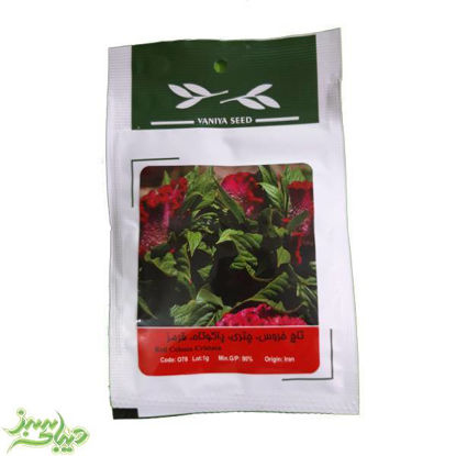 تصویر  بذر تاج خروس ، چتری ، پاکوتاه ، قرمز