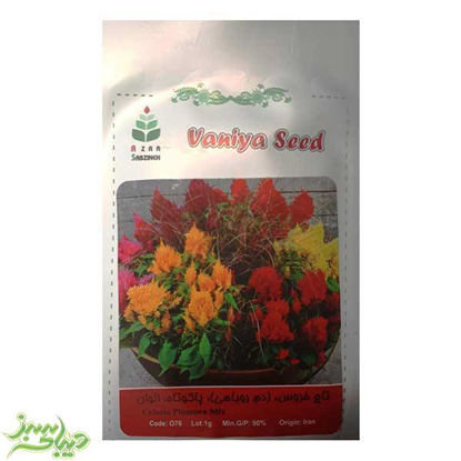 تصویر  بذر تاج خروس ، (دم روباهی)، پاکوتاه ، الوان