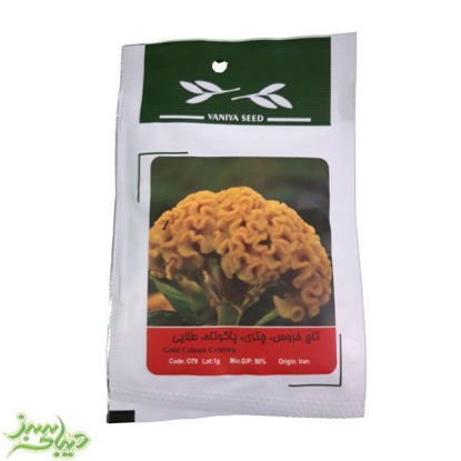 تصویر  بذر تاج خروس ، چتری ، پاکوتاه ، طلایی