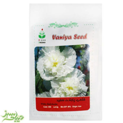 تصویر  بذر ختمی ، پابلند ، سفید