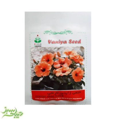 تصویر  بذر ختمی ژاپنی نارنجی