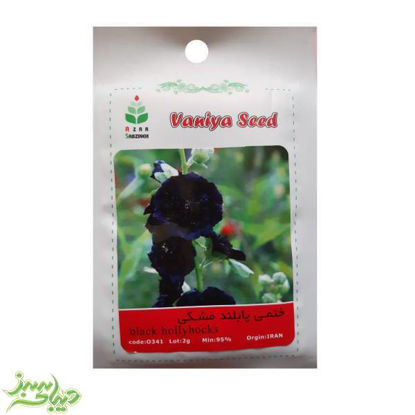 تصویر  بذر ختمی پابلند مشکی