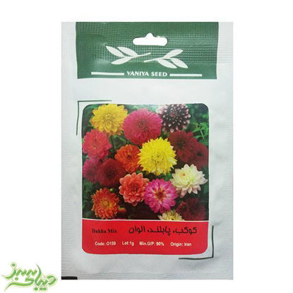 تصویر  بذر کوکب ، پابلند ، الوان