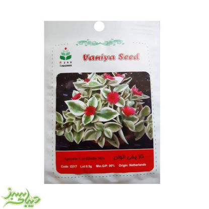 تصویر  بذر ناز یخی الوان