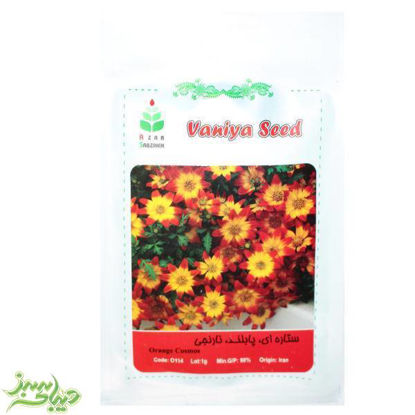 تصویر  بذر ستاره ای ، پابلند ، نارنجی