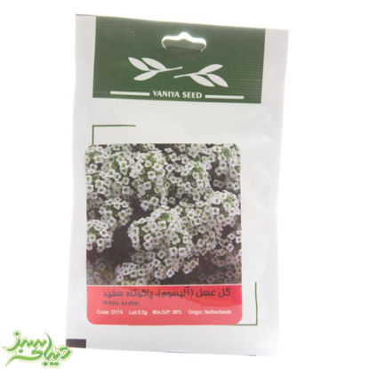 تصویر  بذر گل عسل (آلیسوم) ، پاکوتاه سفید