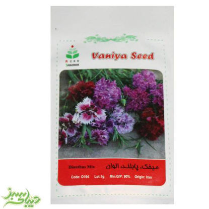 تصویر  بذر میخک ، پابلند ، الوان