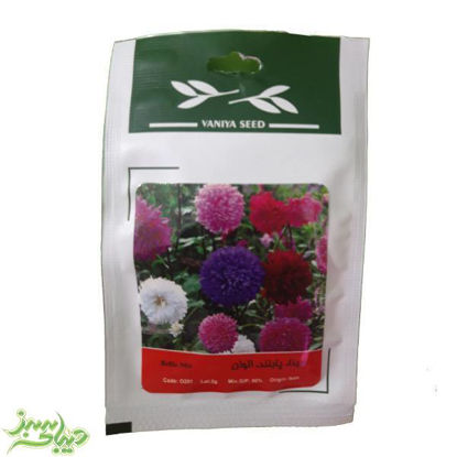 تصویر  بذر مینا ، پابلند ، الوان