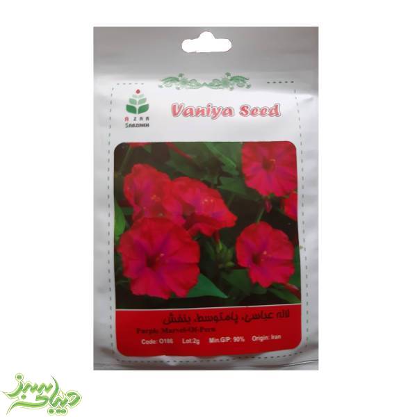 تصویر  بذر لاله عباسی ، پامتوسط ، بنفش