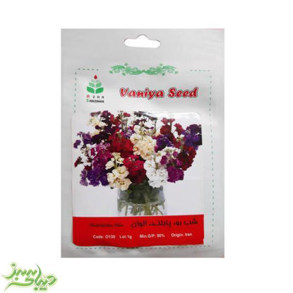 تصویر  بذر شب بو ، پابلند ، الوان