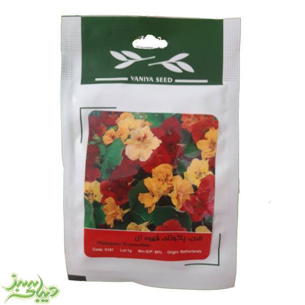 تصویر  بذر لادن ، پاکوتاه ، قهوه ای