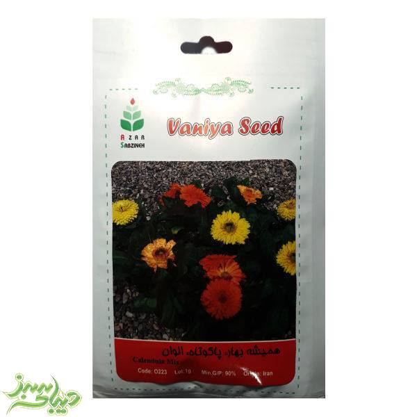 تصویر  بذر همیشه بهار ، پاکوتاه ، الوان