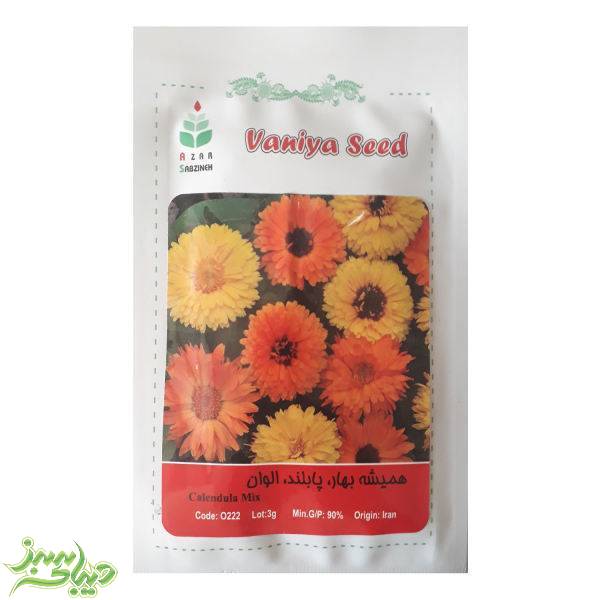 تصویر  بذر همیشه بهار ، پابلند ، الوان