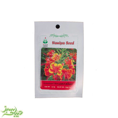 تصویر  بذر ابریشم مصری