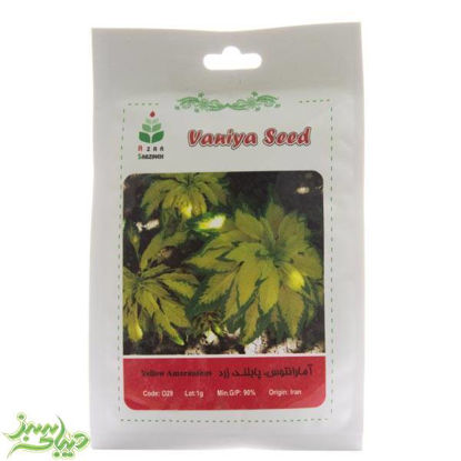 تصویر  بذر آمارانتوس ، پابلند ، زرد