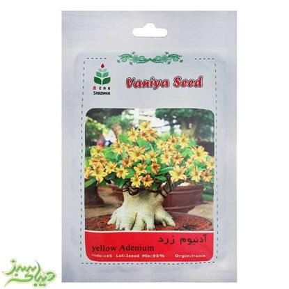تصویر  بذر آدنیوم زرد
