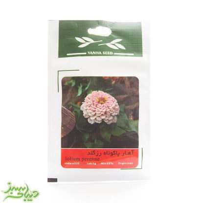 تصویر  بذر آهار پاکوتاه رزگلد